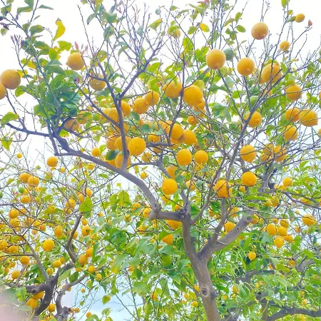 Limoncella Mancaversa